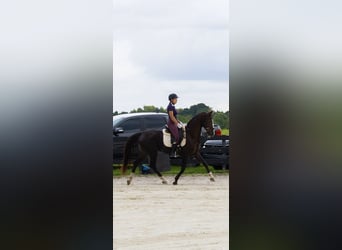 American Morgan Horse Mix, Stute, 11 Jahre, 160 cm, Dunkelfuchs