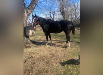 American Morgan Horse, Stute, 11 Jahre, 60 cm, Rappe