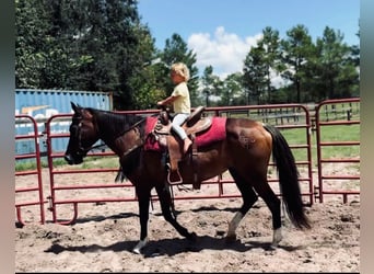 American Morgan Horse, Stute, 15 Jahre, 152 cm, Rotfuchs