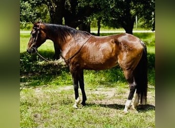 American Morgan Horse, Stute, 15 Jahre, 152 cm, Rotfuchs