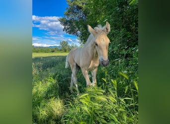 American Morgan Horse, Stute, 1 Jahr, 152 cm, Hellbrauner