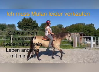 American Morgan Horse, Stute, 6 Jahre, 160 cm, Buckskin