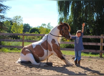 American Morgan Horse, Stute, 8 Jahre, 137 cm, Buckskin