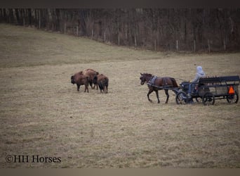 American Morgan Horse, Stute, 8 Jahre, 150 cm, Brauner