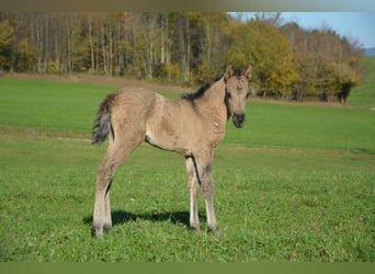 American Morgan Horse, Stute, Fohlen (10/2025), 100 cm, Grullo