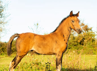 American Morgan Horse, Stute, Fohlen (08/2023), 155 cm, Schwarzbrauner