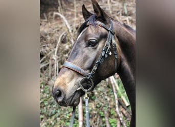 American Morgan Horse, Wałach, 10 lat, 156 cm, Jelenia