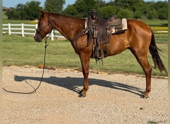 American Morgan Horse, Wałach, 12 lat, 157 cm, Cisawa