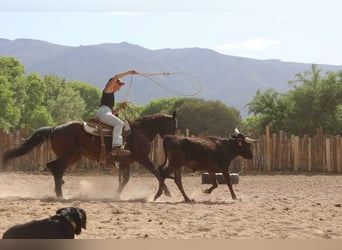 American Morgan Horse, Wałach, 14 lat, 145 cm, Gniada