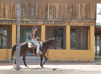 American Morgan Horse, Wałach, 14 lat, 145 cm, Gniada