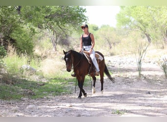 American Morgan Horse, Wałach, 14 lat, 145 cm, Gniada