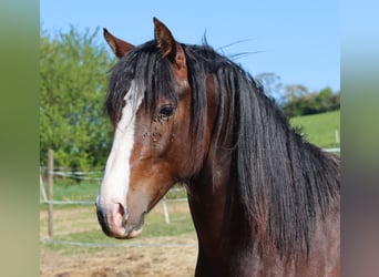 American Morgan Horse, Wałach, 2 lat, 150 cm, Gniada