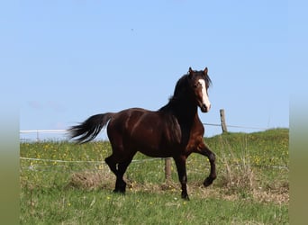 American Morgan Horse, Wałach, 2 lat, 150 cm, Gniada