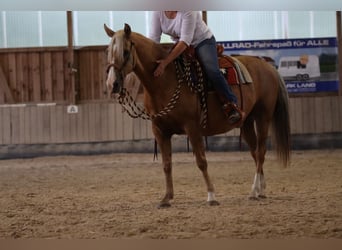 American Morgan Horse, Wałach, 2 lat, 150 cm, Gniada