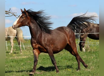 American Morgan Horse, Wałach, 2 lat, 150 cm, Gniada