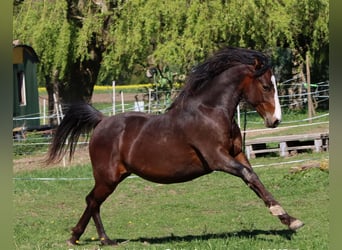American Morgan Horse, Wałach, 2 lat, 150 cm, Gniada