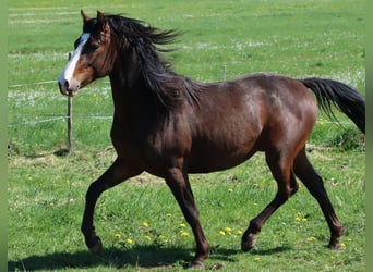 American Morgan Horse, Wałach, 2 lat, 150 cm, Gniada