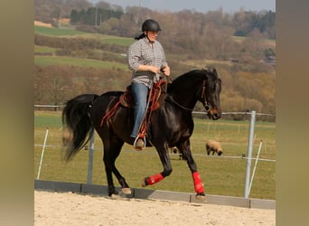 American Morgan Horse, Wałach, 2 lat, 150 cm, Gniada