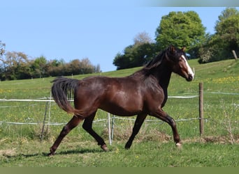 American Morgan Horse, Wałach, 2 lat, 150 cm, Gniada
