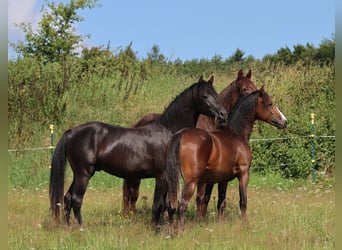 American Morgan Horse, Wałach, 2 lat, 150 cm, Gniada