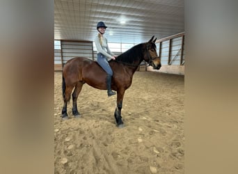 American Morgan Horse, Wałach, 4 lat, 163 cm, Gniada