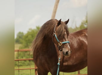 American Morgan Horse, Wałach, 5 lat, 152 cm, Ciemnokasztanowata