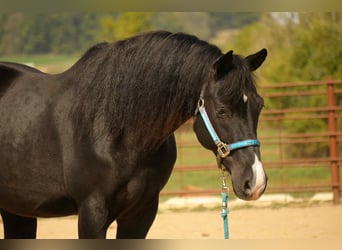 American Morgan Horse, Wałach, 8 lat, 155 cm, Kara