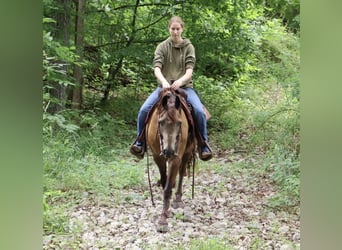 American Morgan Horse Mix, Wałach, 9 lat, 145 cm, Jelenia