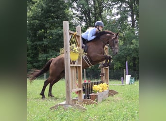 American Morgan Horse Mix, Wałach, 9 lat, 145 cm, Jelenia