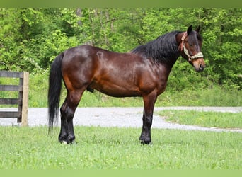 American Morgan Horse, Wałach, 11 lat, 150 cm, Gniada