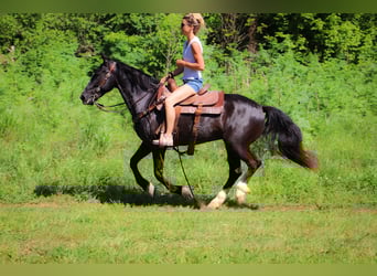 American Morgan Horse, Wałach, 11 lat, 150 cm, Kara