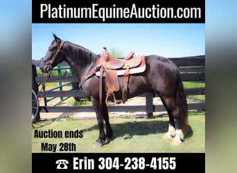 American Morgan Horse, Wałach, 11 lat, 150 cm, Kara