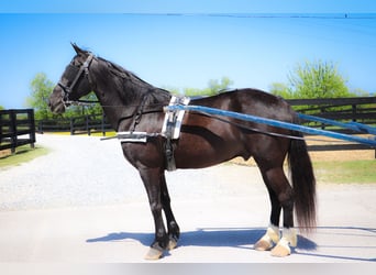 American Morgan Horse, Wałach, 12 lat, 150 cm, Kara