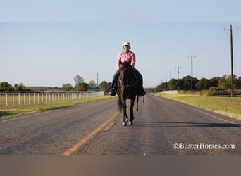 American Morgan Horse, Wałach, 15 lat, 152 cm, Kara