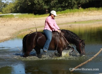 American Morgan Horse, Wałach, 15 lat, 152 cm, Kara