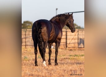 American Morgan Horse, Wałach, 16 lat, 152 cm, Kara