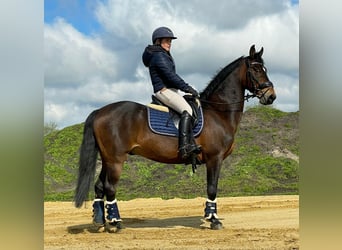 American Morgan Horse, Wałach, 19 lat, 148 cm, Gniada