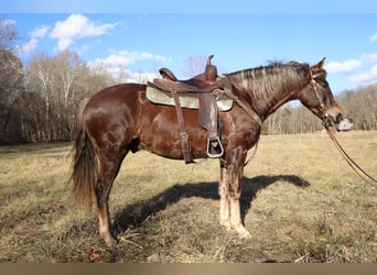 American Morgan Horse, Wałach, 4 lat, Gniada