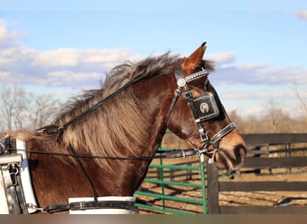 American Morgan Horse, Wałach, 4 lat, Gniada