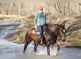 American Morgan Horse, Wałach, 4 lat, Gniada