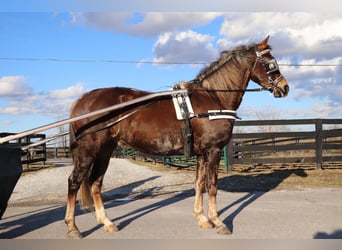 American Morgan Horse, Wałach, 4 lat, Gniada