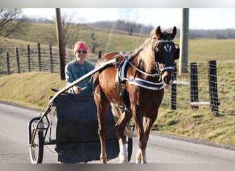 American Morgan Horse, Wałach, 4 lat, Gniada