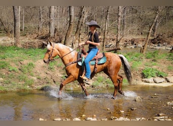 American Morgan Horse, Wałach, 5 lat, 150 cm, Izabelowata