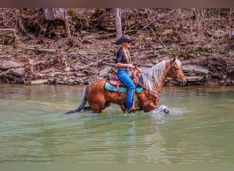 American Morgan Horse, Wałach, 5 lat, 150 cm, Izabelowata
