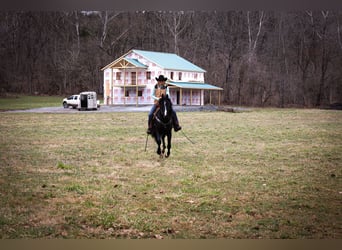 American Morgan Horse, Wałach, 5 lat, 150 cm, Kara