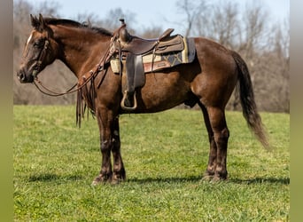 American Morgan Horse, Wałach, 6 lat, 147 cm, Gniada