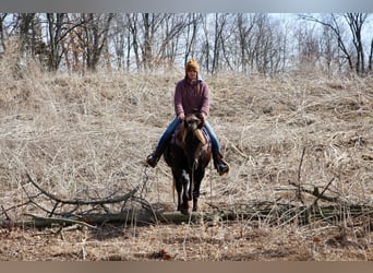 American Morgan Horse, Wałach, 6 lat, 152 cm, Gniada