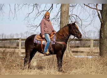 American Morgan Horse, Wałach, 6 lat, 152 cm, Gniada