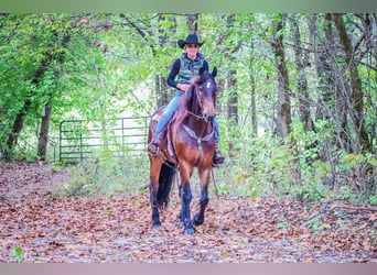 American Morgan Horse, Wałach, 6 lat, 165 cm, Gniada