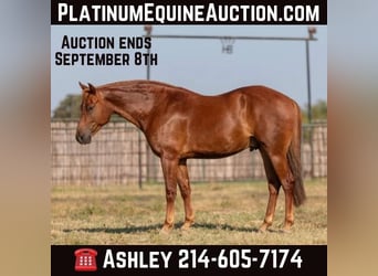 American Morgan Horse, Wałach, 6 lat, Ciemnokasztanowata